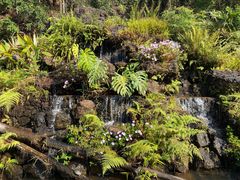 -深圳仙湖植物园