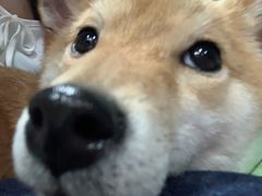 -Husky Go! 哈士奇体验馆·宠物咖啡厅狗咖