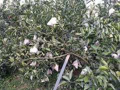 -樱桃山旅游景区