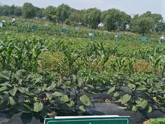 -上膳源有机农场