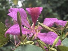 -攀枝花公园