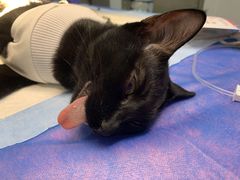 -创凡宠物医院·骨专科  猫科中心(西乡分院)