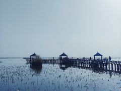 -哈素海