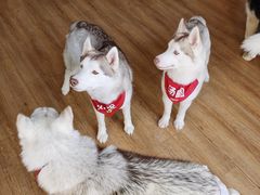 -Husky Go! 哈士奇体验馆·宠物咖啡厅狗咖