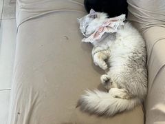 -怪兽屋·羊驼·猫咖·狗咖(俊华广场店)