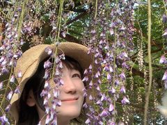 -嘉定紫藤园