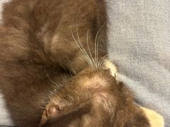 -楼上猫咖(罗湖店)