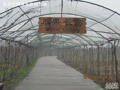 绿光农场照片 007-苏州太湖西山岛开心农场