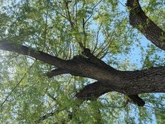 -长春市南湖公园