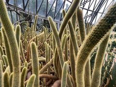 -深圳仙湖植物园