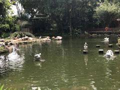 -新加坡飞禽公园
