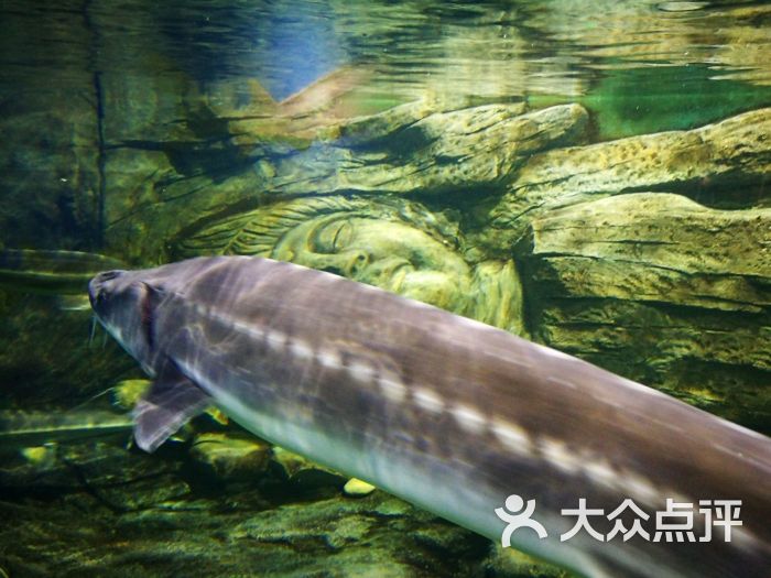 重庆欢乐海底世界鲟鱼图片 - 第913张