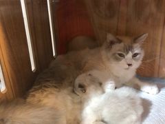 -浣熊柯尔鸭土拨鼠·电玩咖