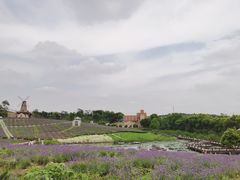 -大塘金香草谷