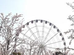 -顾村公园