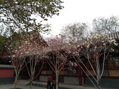 -天津市峰山药王古寺