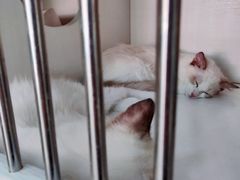 -东方名猫馆·英短金渐层布偶猫舍(环线广场1号楼店)