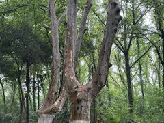 -灵谷景区