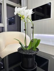 -Cellclinz 爱丽美肌·皮肤管理中心