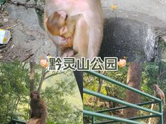 -黔灵山公园