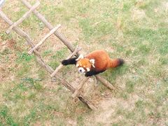 -西霞口神雕山野生动物世界