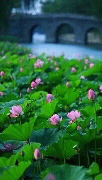 -中粮万科长阳半岛