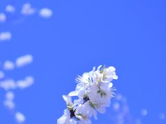 -桃花堤公园