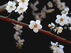 -广州市流溪河国家森林公园