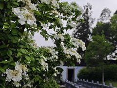 -苏州文庙(姑苏区)