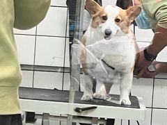 -唐小姐の猫狗洗护·购宠旗舰店(周浦万达店)