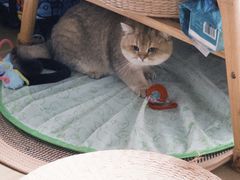 -博特宠物医院24h犬猫全科.骨科·异宠