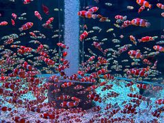 -海合安成都极地海洋公园