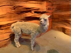 -酷嗒动物文化乐园(cutezoo西溪乐天城店)