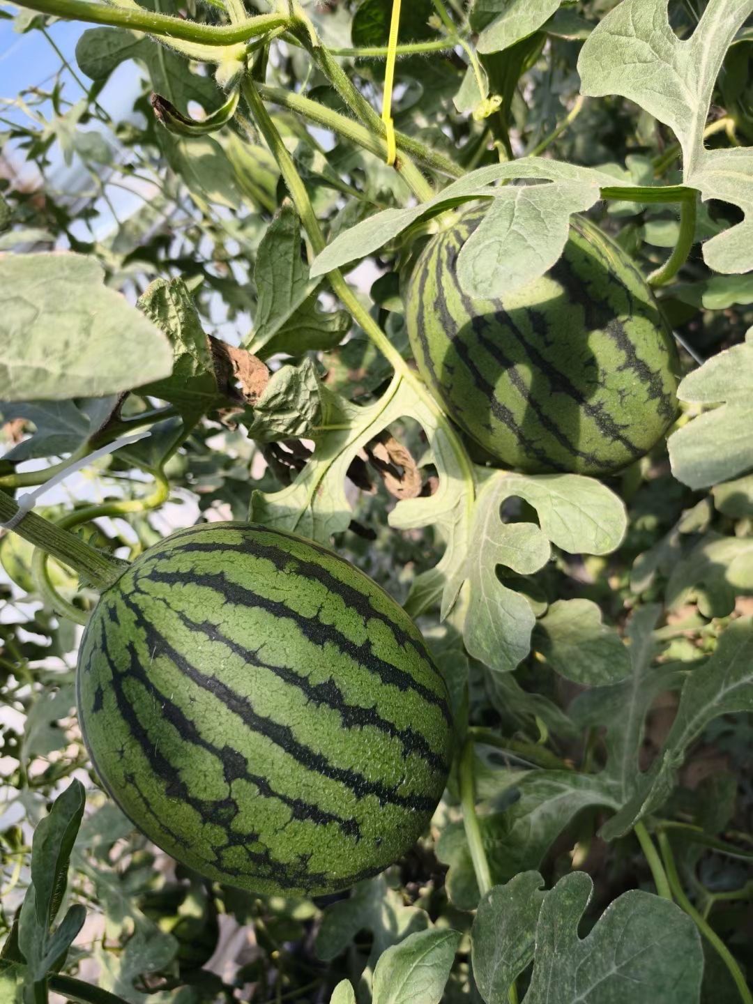 北京庞各庄的头茬小西瓜