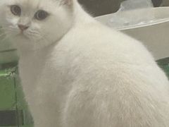 -喵zoo家庭繁育猫舍(尖东智能花园店)