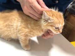 -瑞派·关忠动物医院·异宠专科·犬猫肿瘤·皮肤专科(望京店)