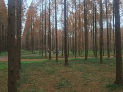 -黄海国家森林公园