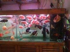 -宝鸡东道花鸟鱼虫市场(吉利花园商场店)