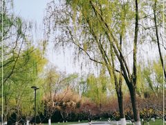 -莲花池公园