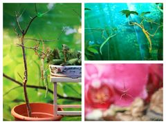 景点-上海大自然野生昆虫馆