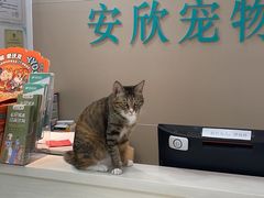 -安安宠医安欣宠物医院