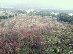 -香雪海