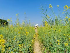 -光明小镇欢乐田园