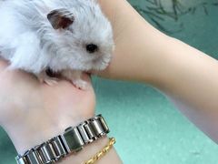 -藦茜花园宠物主题亲子互动体验馆(国顺东路店)