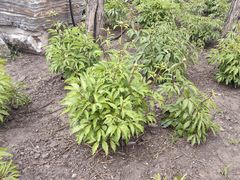 -黑龙江省森林植物园