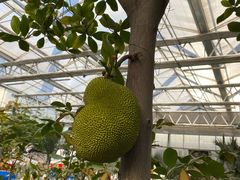 -南宫五洲植物乐园