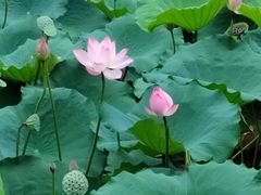 -荔湾湖公园