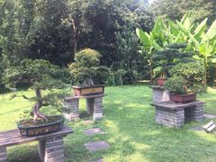 -盆景园(扬州大运河文化旅游度假区)