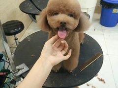 -多卡布奇宠物生活馆(上林世家店)