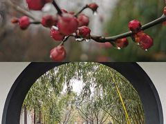-梅园